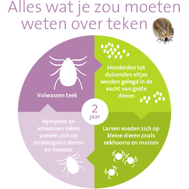 Infographics voor Facebook