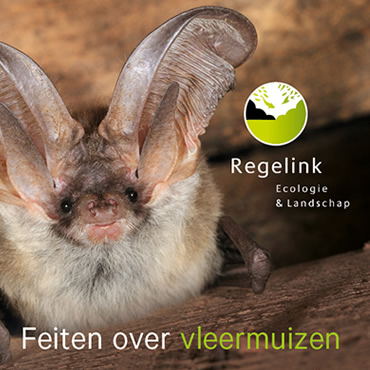 Feiten over vleermuizen